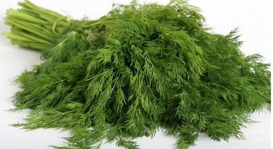 Укроп Единственная разрешенная зелень в рационе больного