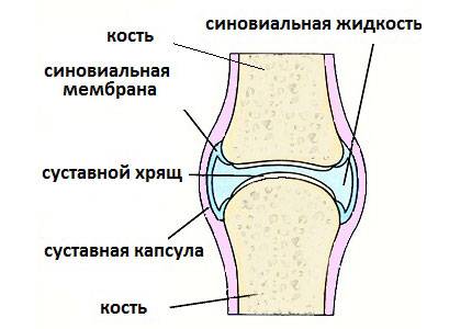 Межпозвонковый сустав в разрезе
