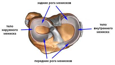 Внутренний и внешний мениск строение колена