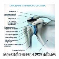 Артрит плечевого сустава - симптомы и лечение, народное лечение Артрит плечевого сустава - симптомы и лечение, народное лечение