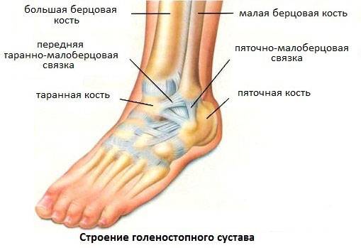 Строение голеностопного сустава